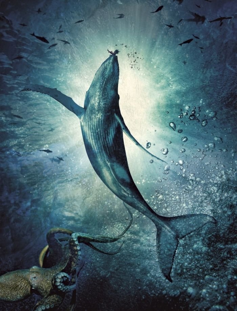 Las aventuras de bebé en el estilo de piratas del Caribe Las aventuras de bebé en el estilo de piratas del Caribe