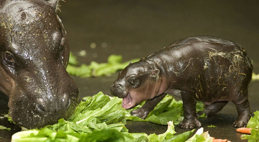 Las crías de los animales en las fotos Las crías de los animales en las fotos