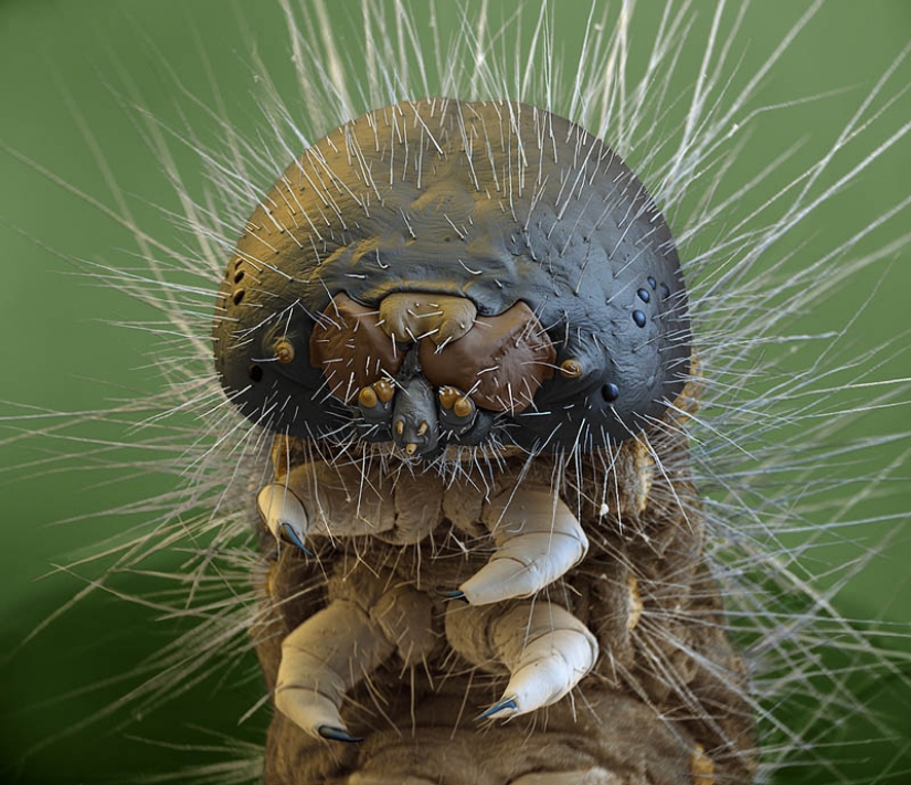 Las fotos tomadas con un microscopio electrónico Las fotos tomadas con un microscopio electrónico