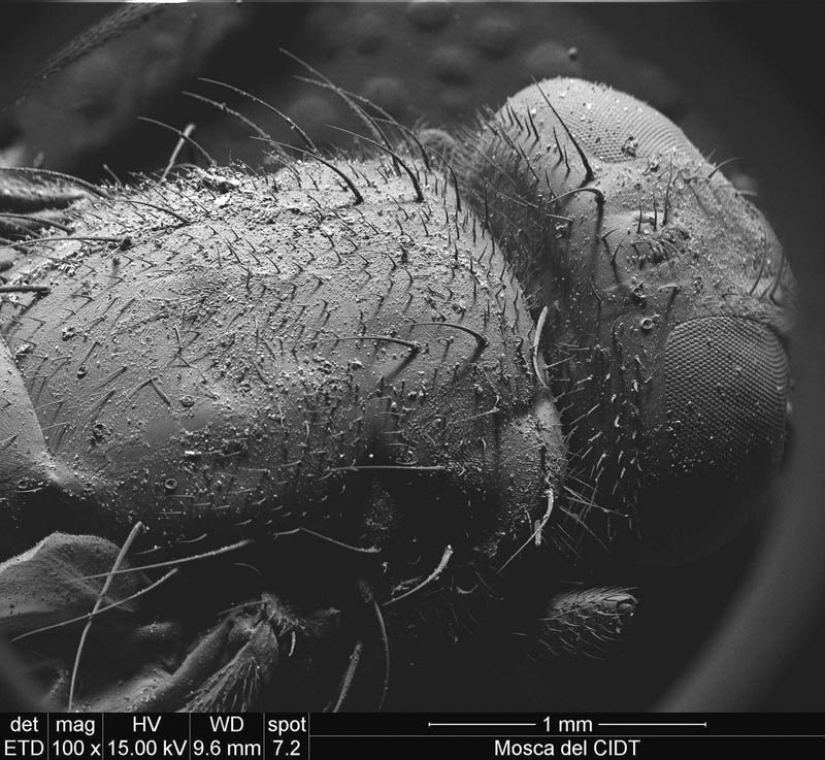 Las fotos tomadas con un microscopio electrónico Las fotos tomadas con un microscopio electrónico