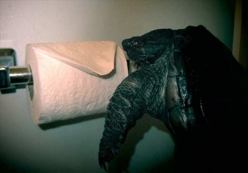 Las tortugas son mejor que los gatos