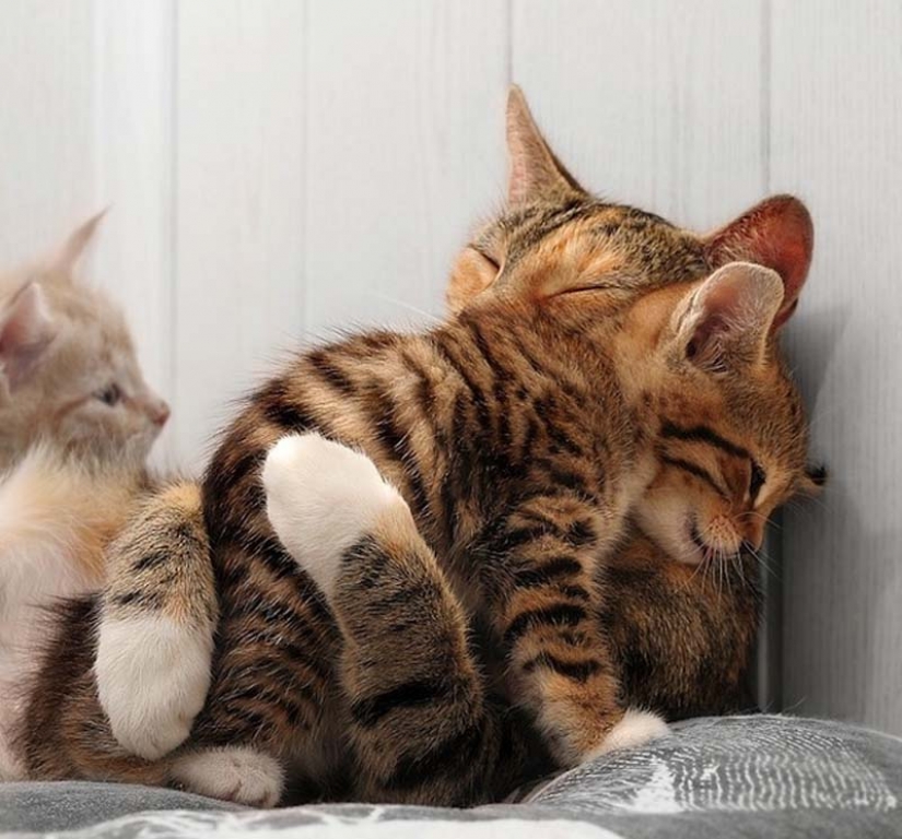 Learn to hug the cats