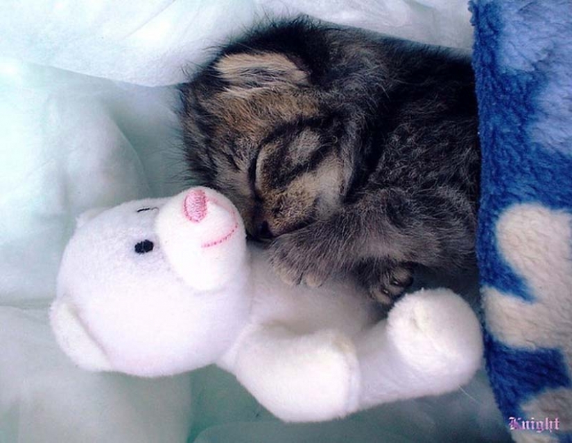 Learn to hug the cats