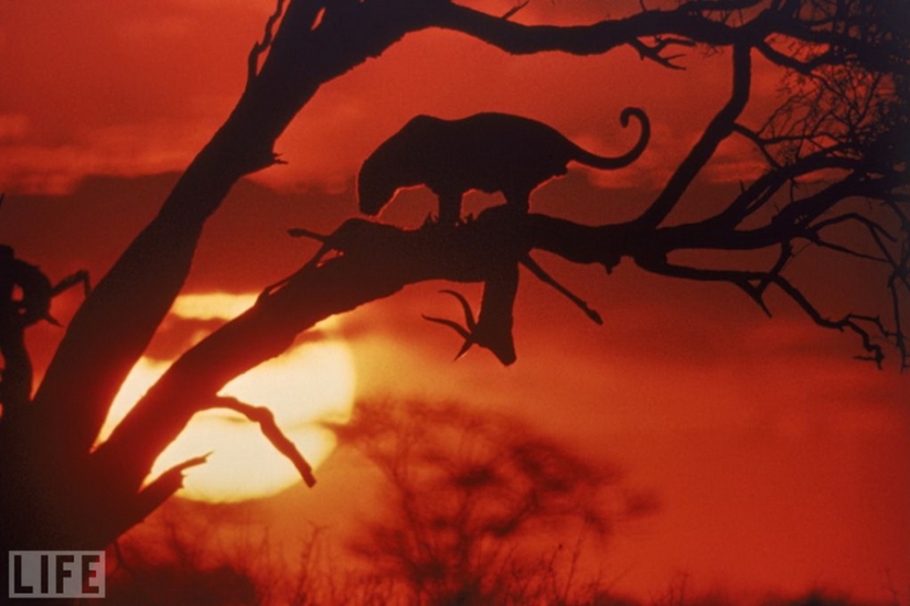 Legendary photo magazine LIFE