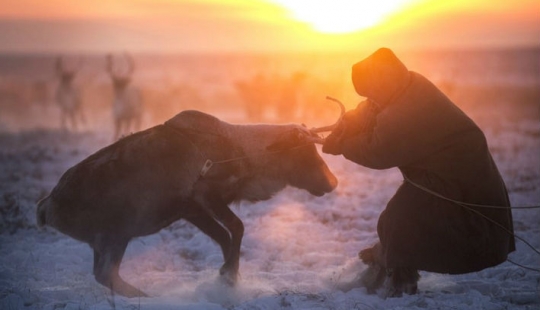 Life in the freezer: the film was released the BBC about migrating Nenets reindeer herders
