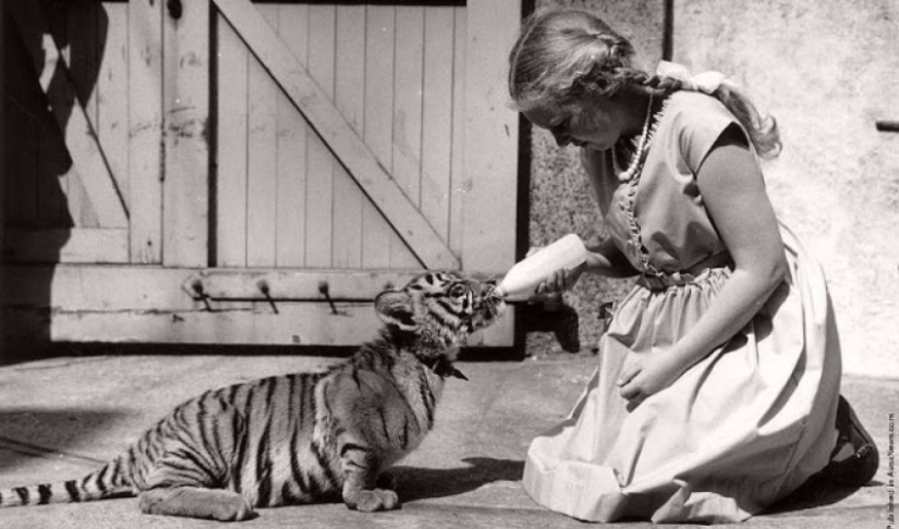 Like beasts of the nineteenth century people were friends