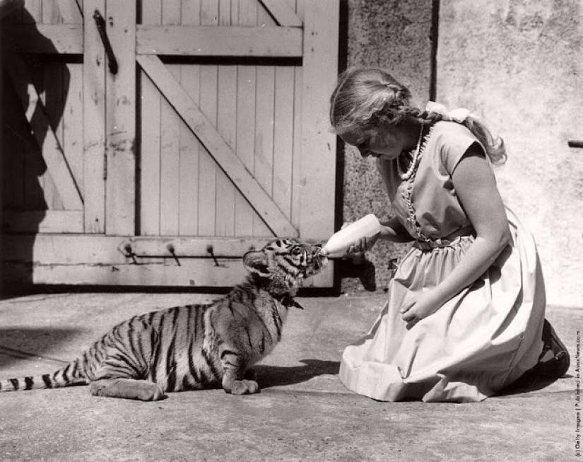 Like beasts of the nineteenth century people were friends