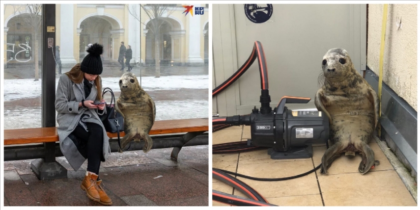 Like Peter, the baby seal tried to escape and became a meme