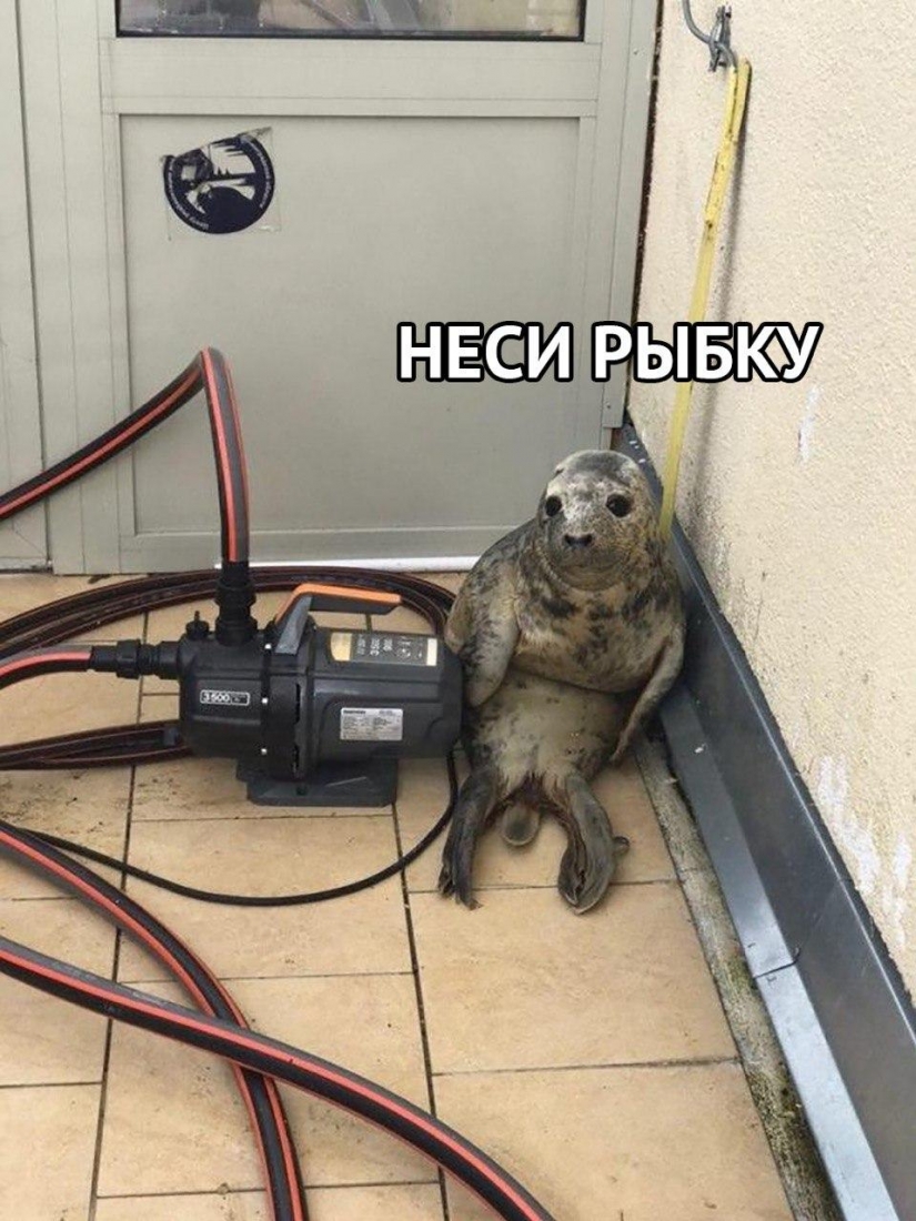 Like Peter, the baby seal tried to escape and became a meme
