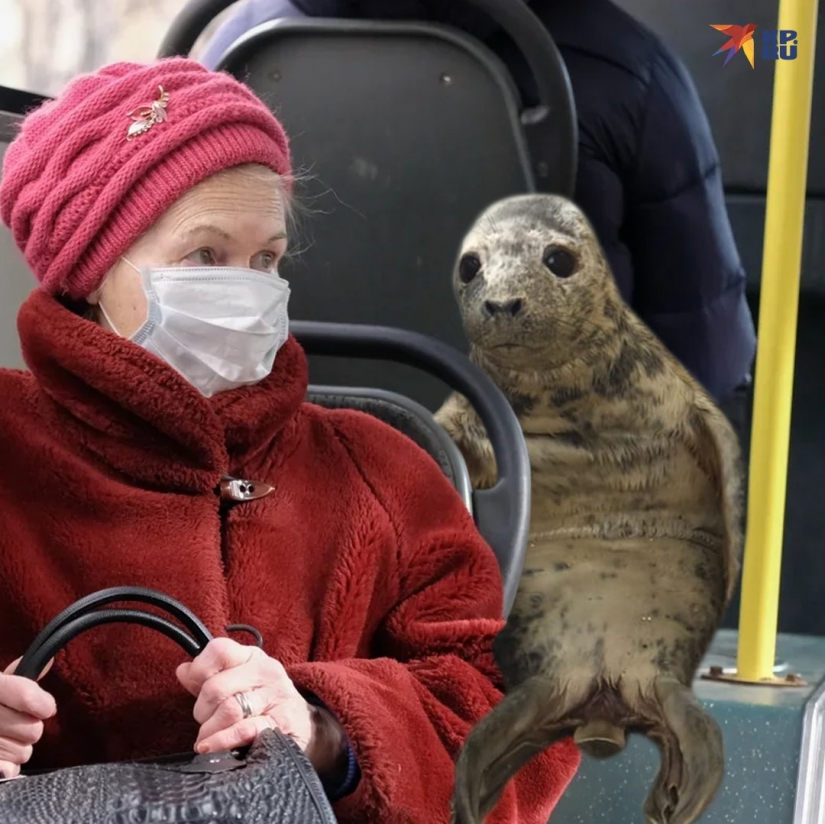 Like Peter, the baby seal tried to escape and became a meme