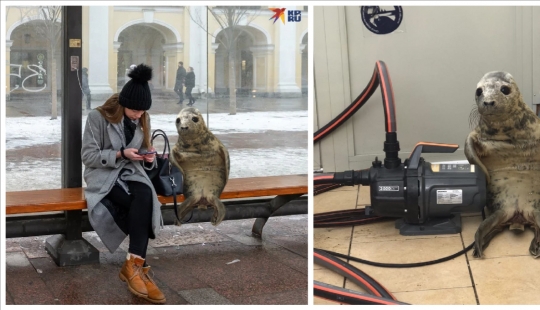 Like Peter, the baby seal tried to escape and became a meme
