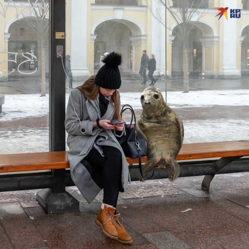 Like Peter, the baby seal tried to escape and became a meme