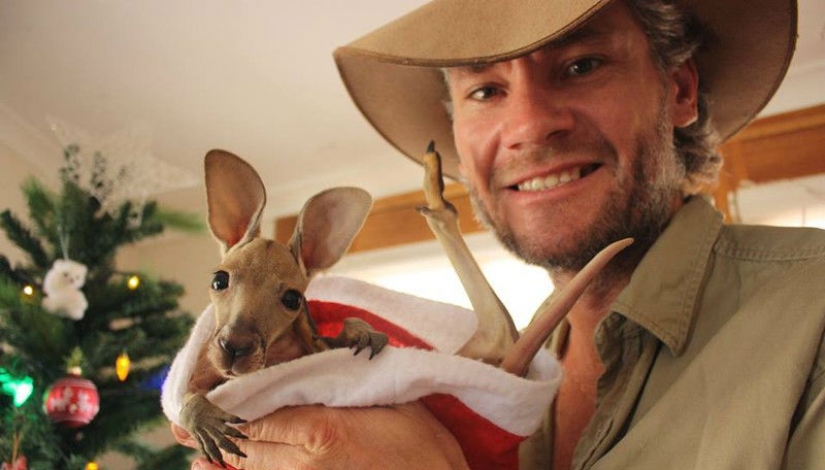 Little kangaroos left to die in the bag dead mother until he comes Little kangaroos left to die in the bag dead mother until he comes