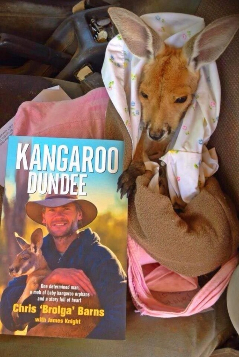 Little kangaroos left to die in the bag dead mother until he comes Little kangaroos left to die in the bag dead mother until he comes