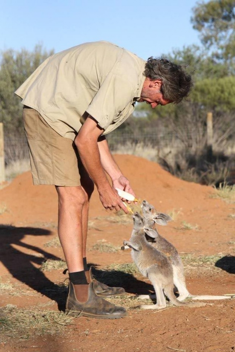 Little kangaroos left to die in the bag dead mother until he comes Little kangaroos left to die in the bag dead mother until he comes