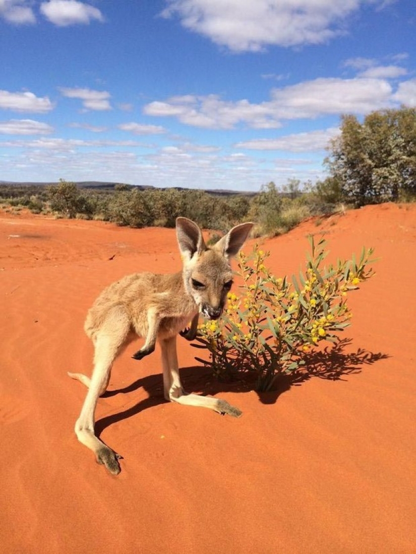 Little kangaroos left to die in the bag dead mother until he comes Little kangaroos left to die in the bag dead mother until he comes