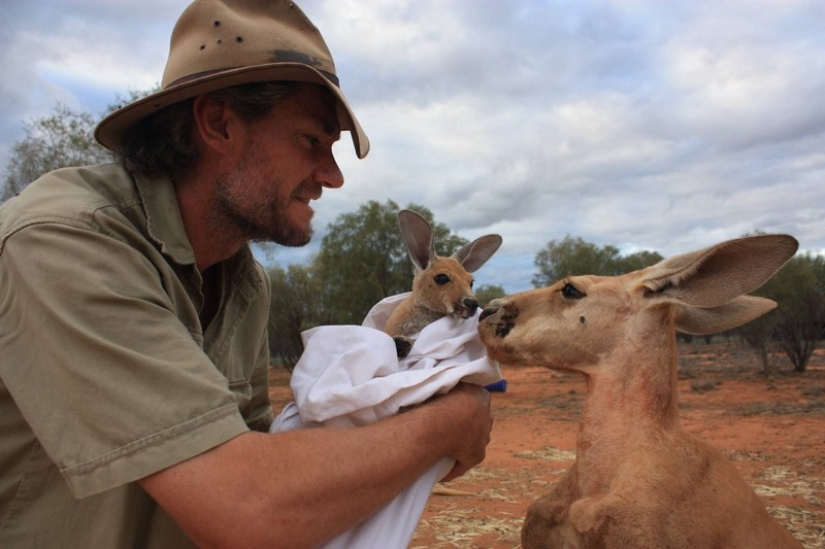 Little kangaroos left to die in the bag dead mother until he comes Little kangaroos left to die in the bag dead mother until he comes