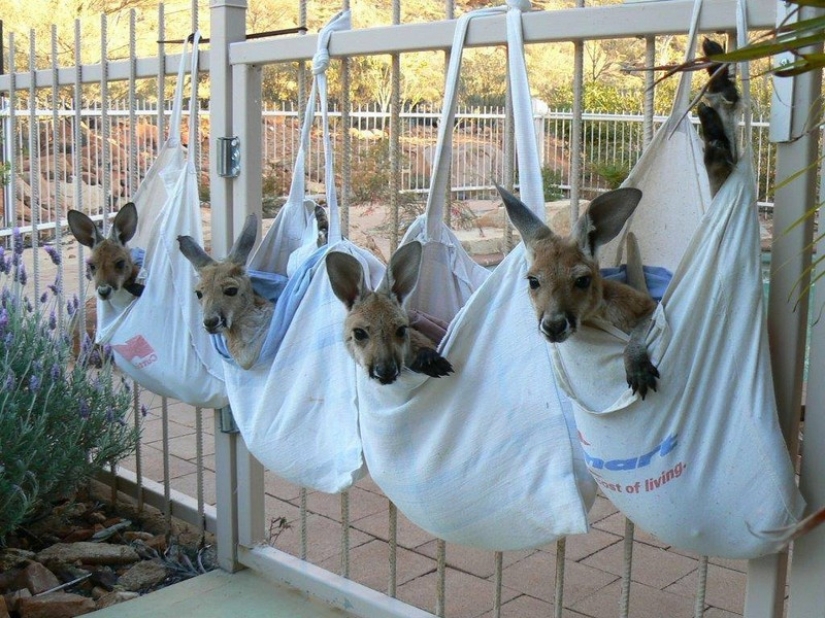 Little kangaroos left to die in the bag dead mother until he comes Little kangaroos left to die in the bag dead mother until he comes