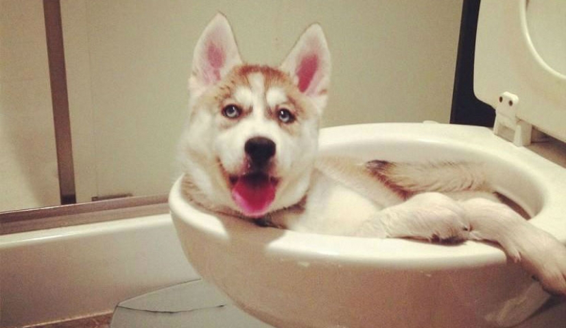 Lo que el perro, cuando los dueños no están en casa Lo que el perro, cuando los dueños no están en casa