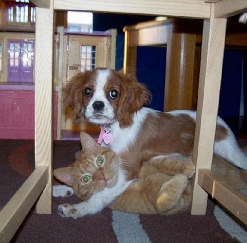 Lo que el perro, cuando los dueños no están en casa Lo que el perro, cuando los dueños no están en casa