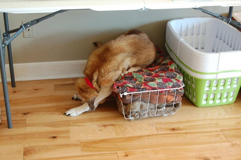 Lo que el perro, cuando los dueños no están en casa Lo que el perro, cuando los dueños no están en casa