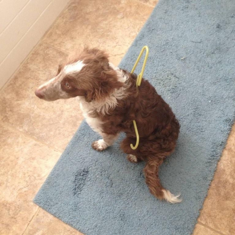 Lo que el perro, cuando los dueños no están en casa Lo que el perro, cuando los dueños no están en casa