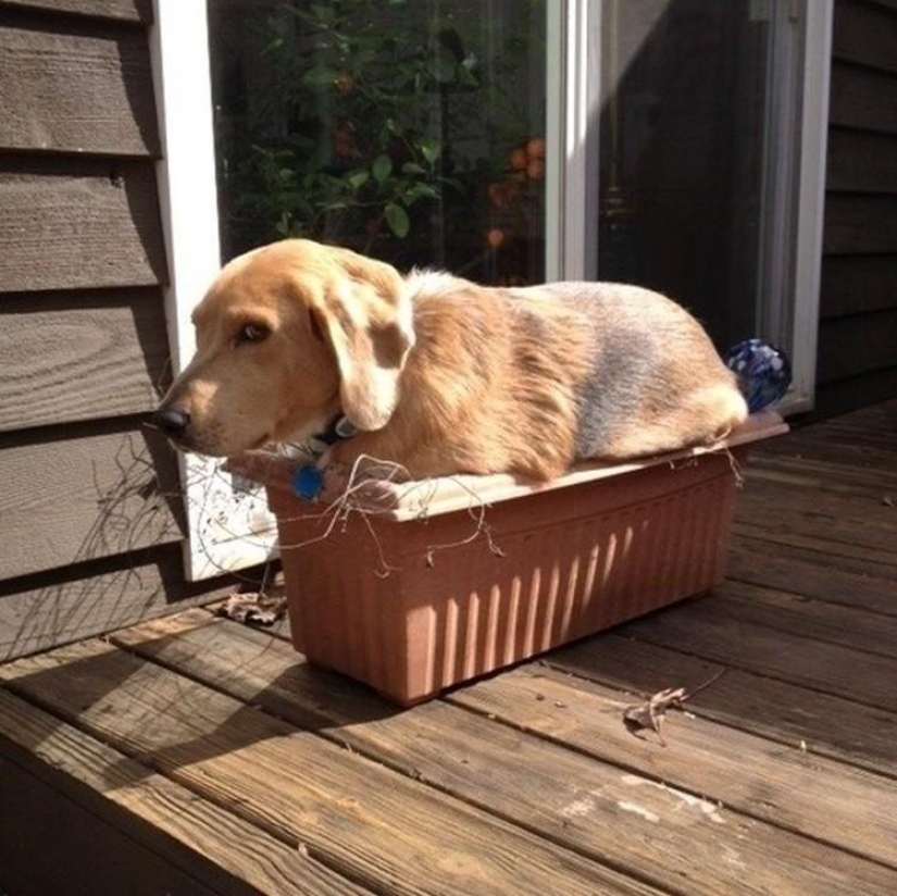 Lo que el perro, cuando los dueños no están en casa Lo que el perro, cuando los dueños no están en casa