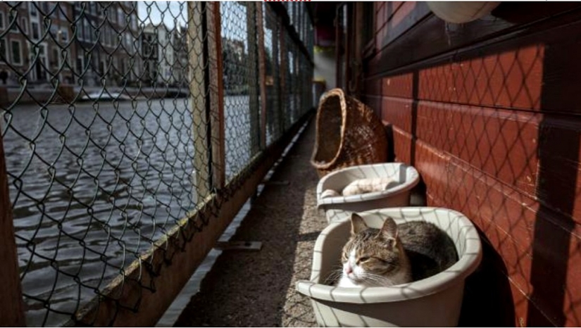 Looks like the world's only floating cat shelter Looks like the world's only floating cat shelter