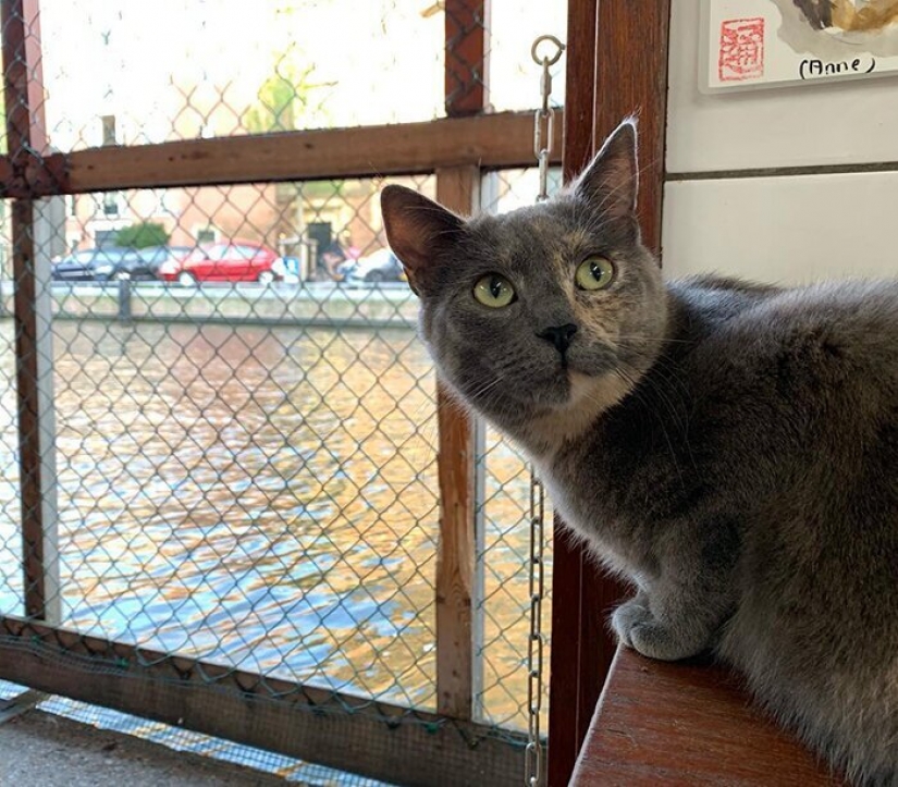 Looks like the world's only floating cat shelter Looks like the world's only floating cat shelter