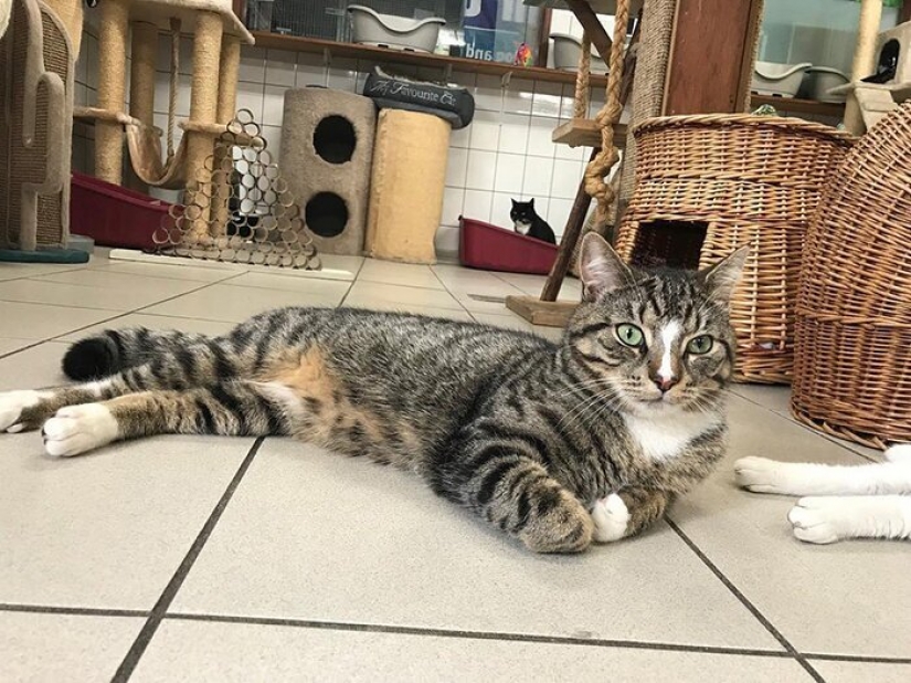 Looks like the world's only floating cat shelter Looks like the world's only floating cat shelter