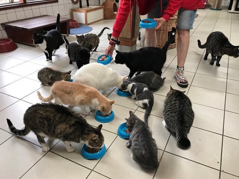 Looks like the world's only floating cat shelter Looks like the world's only floating cat shelter
