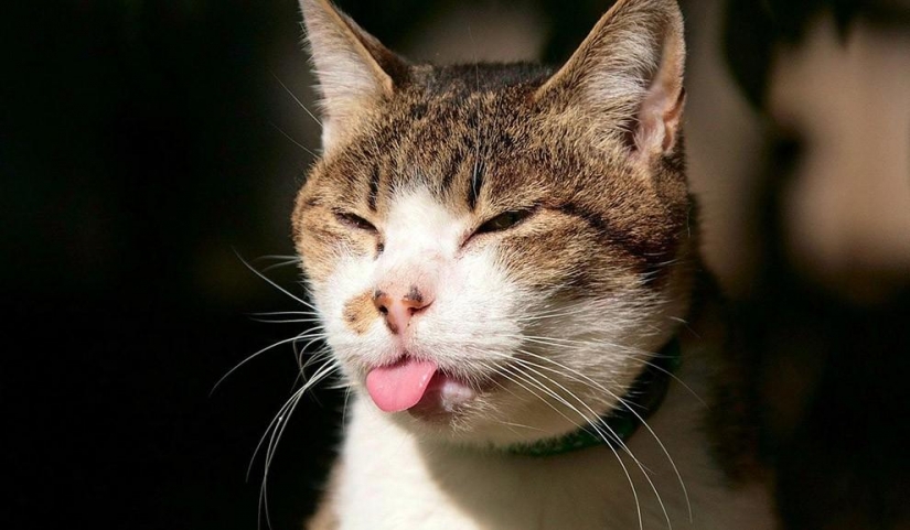 Los animales que no estaban listos para la sesión de fotos