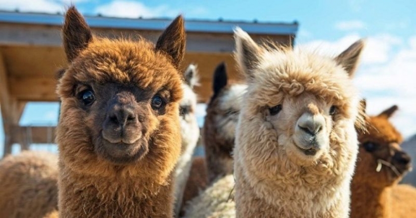Los científicos creen que para ganar el coronavirus ayudará a Lama