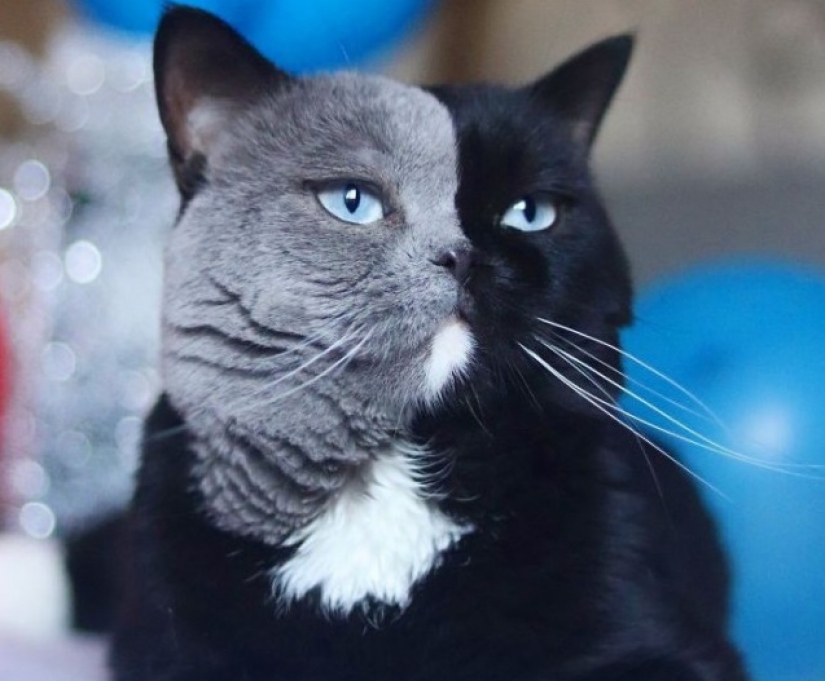 Los gatitos son dos caras de gato llamado Narnia compartido el color de su padre