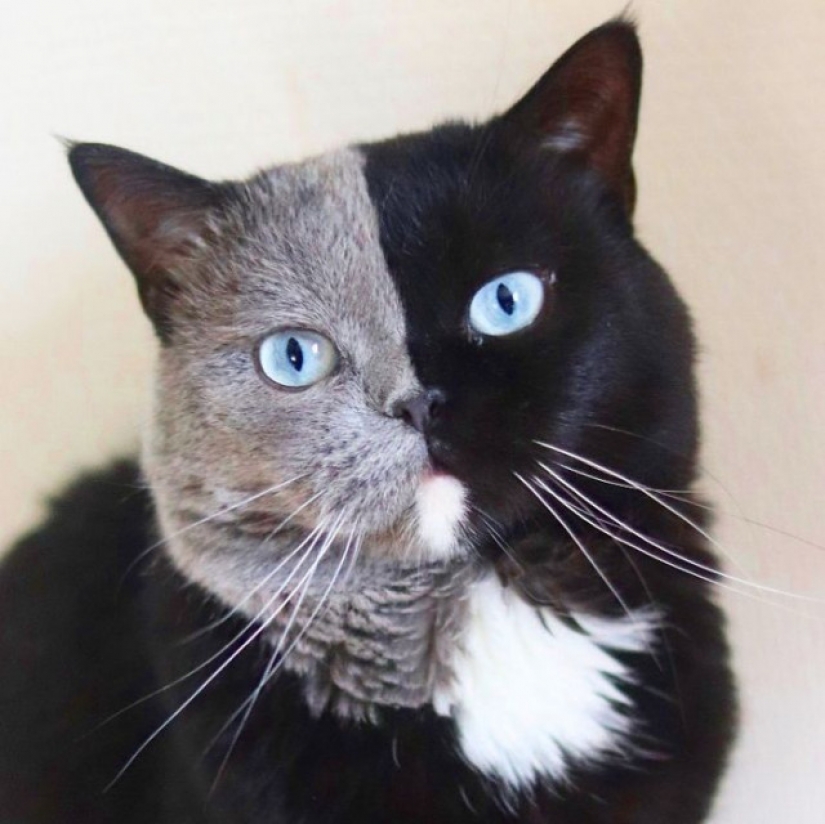 Los gatitos son dos caras de gato llamado Narnia compartido el color de su padre