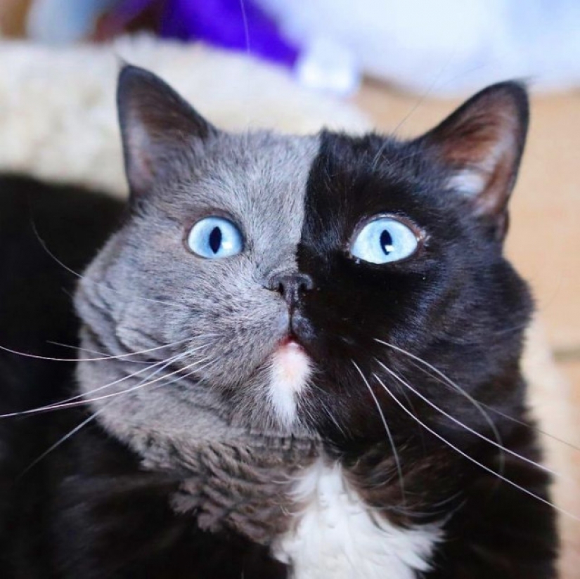 Los gatitos son dos caras de gato llamado Narnia compartido el color de su padre