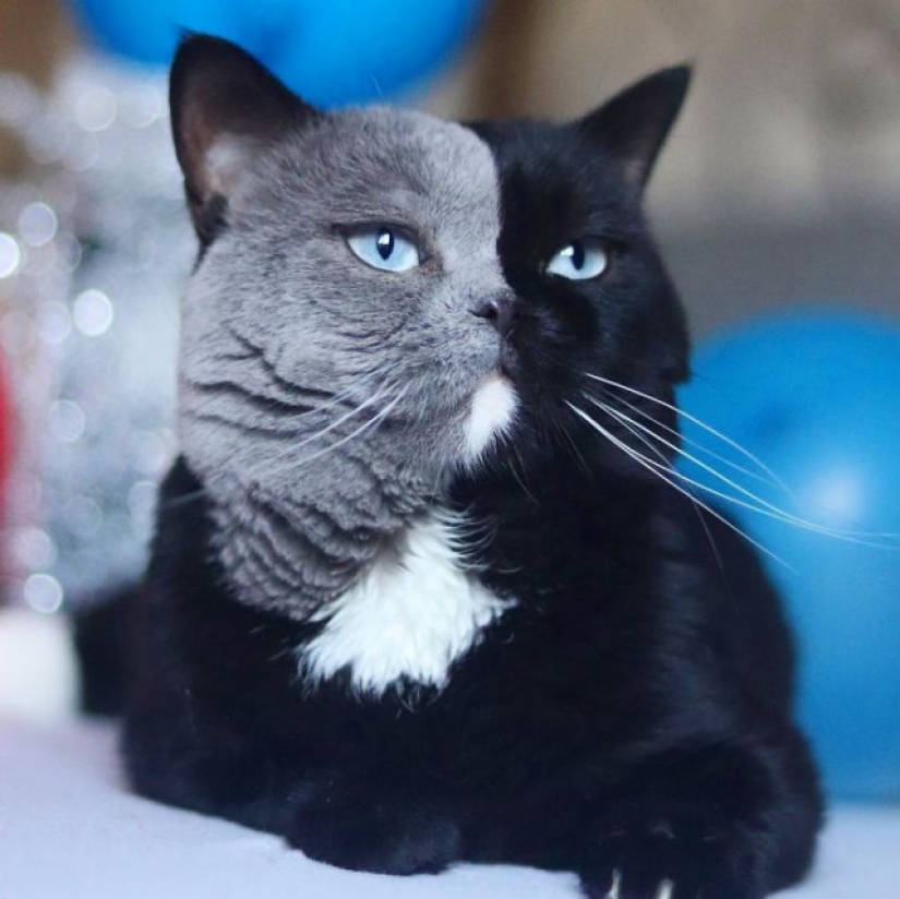 Los gatitos son dos caras de gato llamado Narnia compartido el color de su padre