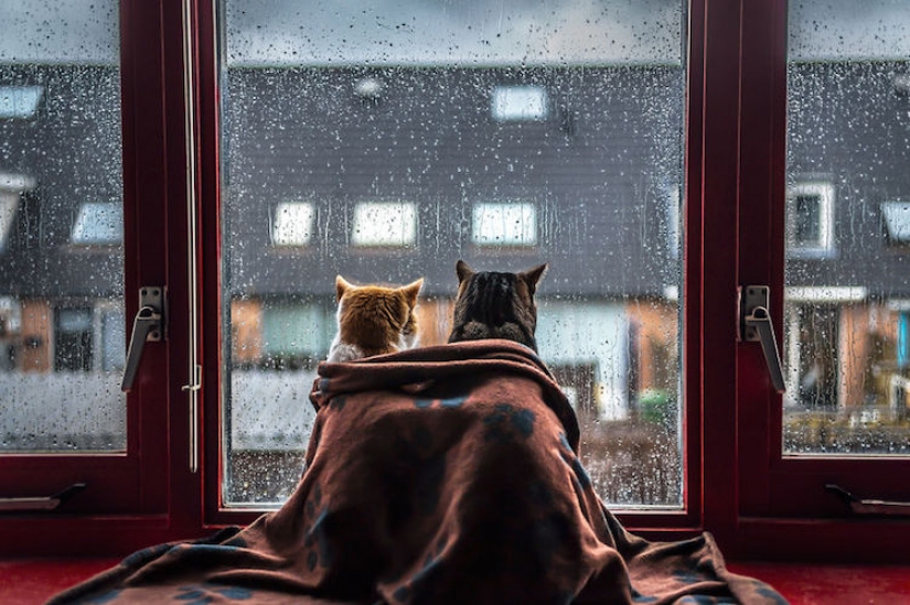 Los gatos en la ventana Los gatos en la ventana