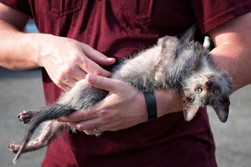 Los gatos-los hombres lobo Los gatos-los hombres lobo