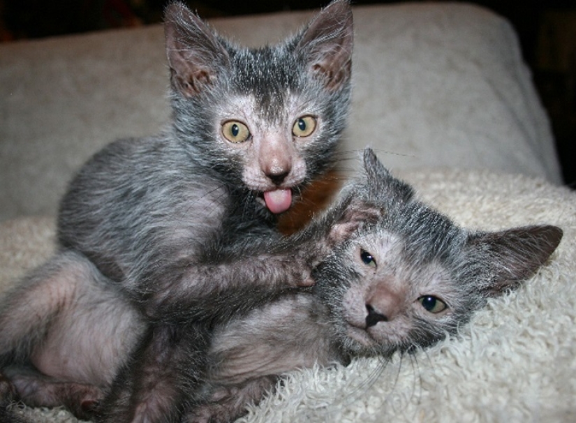 Los gatos-los hombres lobo Los gatos-los hombres lobo