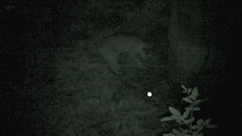 Los grandes felinos que sólo quiere hacer el habitual gato tareas Los grandes felinos que sólo quiere hacer el habitual gato tareas