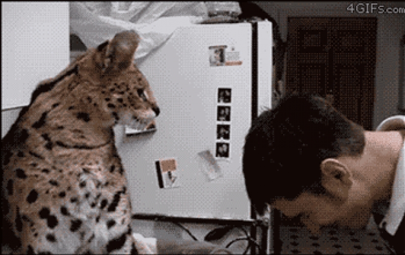 Los grandes felinos que sólo quiere hacer el habitual gato tareas Los grandes felinos que sólo quiere hacer el habitual gato tareas