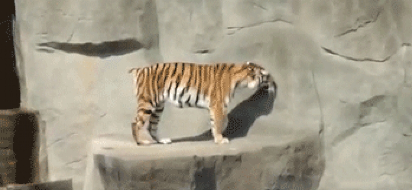 Los grandes felinos que sólo quiere hacer el habitual gato tareas Los grandes felinos que sólo quiere hacer el habitual gato tareas