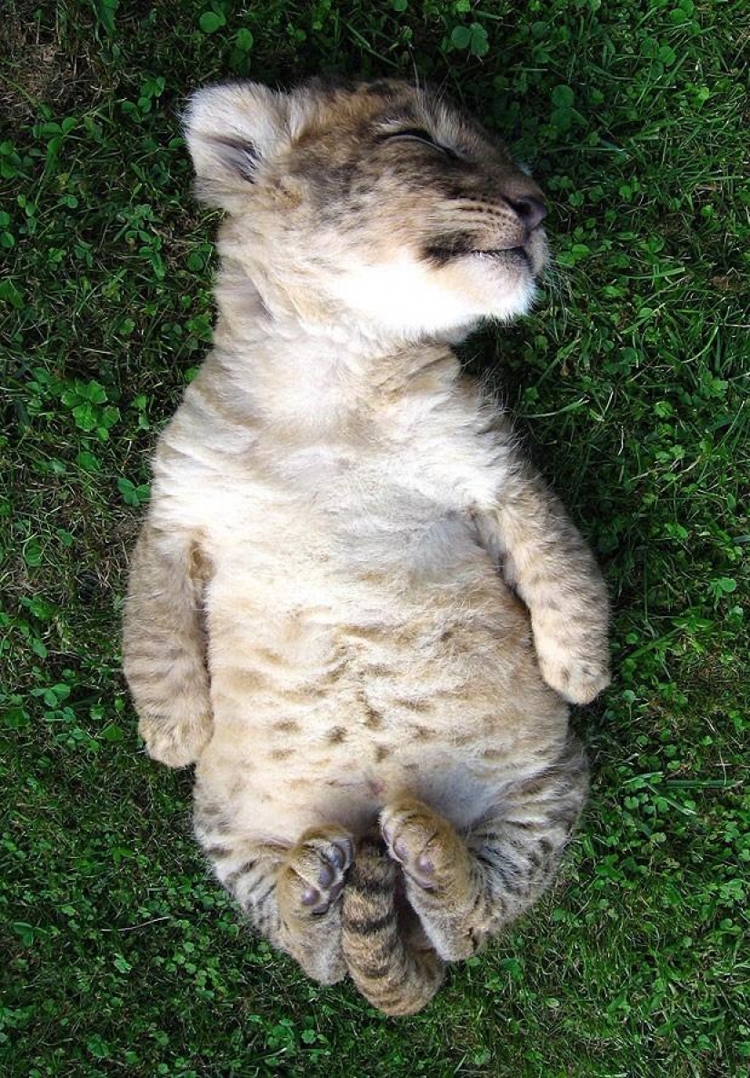 Los grandes felinos que sólo quiere hacer el habitual gato tareas Los grandes felinos que sólo quiere hacer el habitual gato tareas