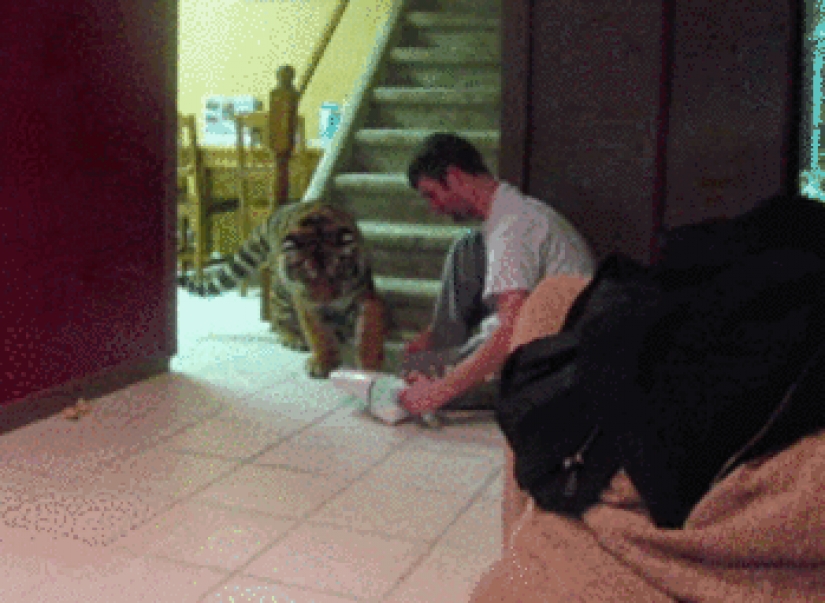 Los grandes felinos que sólo quiere hacer el habitual gato tareas Los grandes felinos que sólo quiere hacer el habitual gato tareas