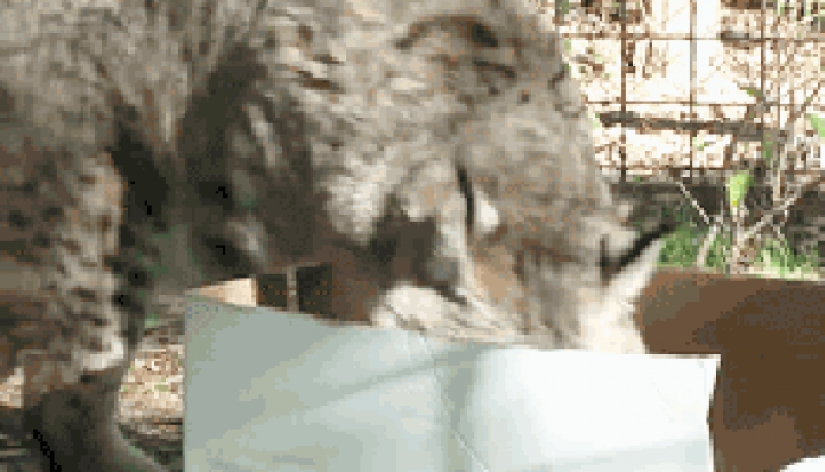 Los grandes felinos que sólo quiere hacer el habitual gato tareas Los grandes felinos que sólo quiere hacer el habitual gato tareas