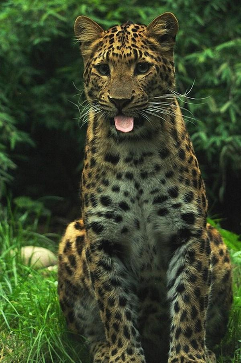 Los grandes felinos que sólo quiere hacer el habitual gato tareas Los grandes felinos que sólo quiere hacer el habitual gato tareas