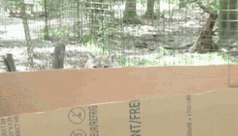 Los grandes felinos que sólo quiere hacer el habitual gato tareas Los grandes felinos que sólo quiere hacer el habitual gato tareas