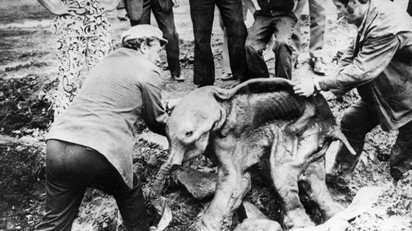 Los hallazgos más sensacionales jamás descubierto en los glaciares Los hallazgos más sensacionales jamás descubierto en los glaciares