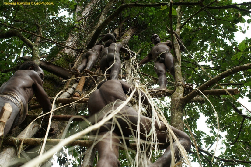 Los korowai personas: las personas que viven en los árboles Los korowai personas: las personas que viven en los árboles